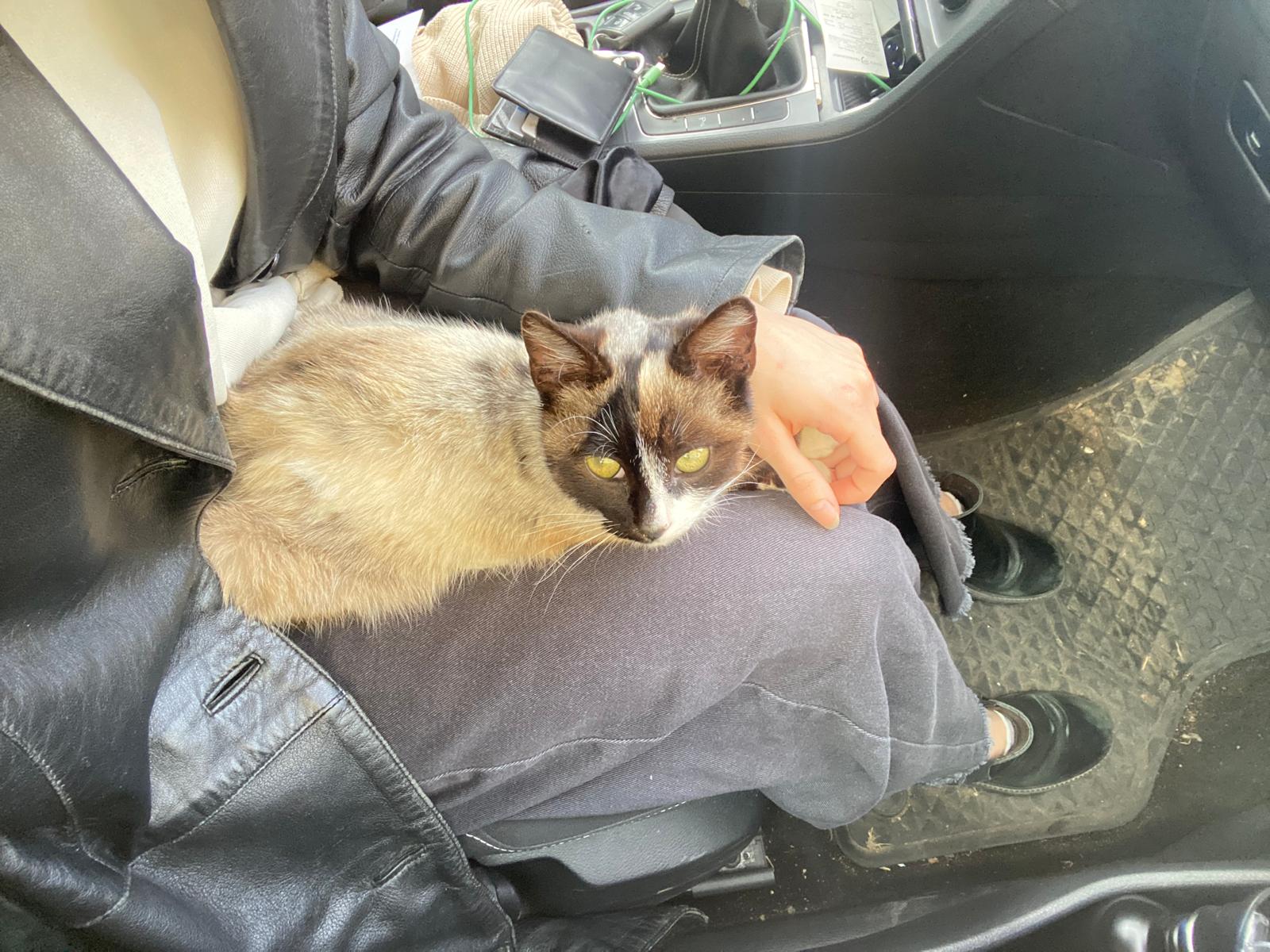 Imagine suplimentară